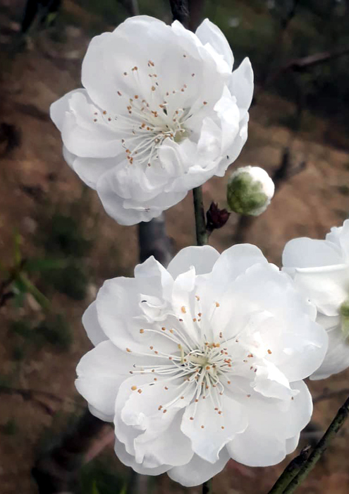 Hiếm: Đào bạch nở trắng như mận rừng, giá đắt gấp 8 vẫn đắt khách chơi - 5