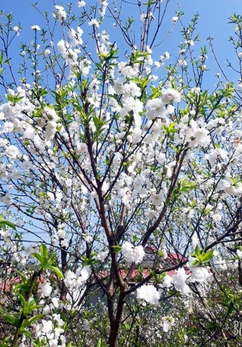 Hiếm: Đào bạch nở trắng như mận rừng, giá đắt gấp 8 vẫn đắt khách chơi - 4