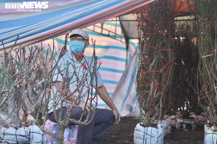 Hoa, cây cảnh Tết giảm giá mạnh vẫn ế ẩm, tiểu thương lo lắng ngóng khách mua - 8