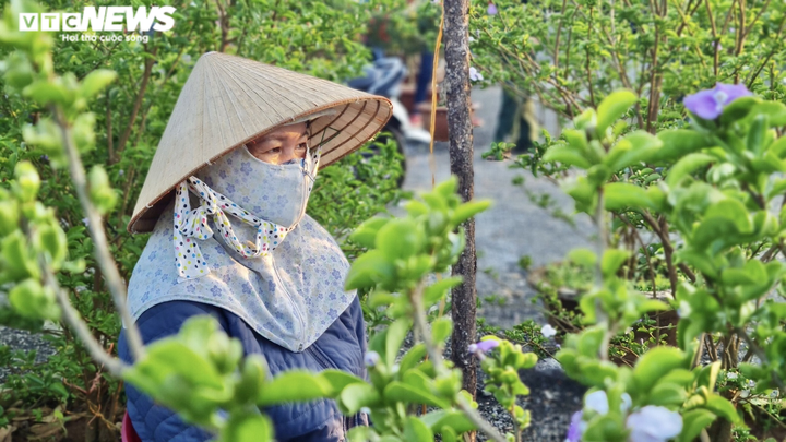 Hoa, cây cảnh Tết giảm giá mạnh vẫn ế ẩm, tiểu thương lo lắng ngóng khách mua - 7