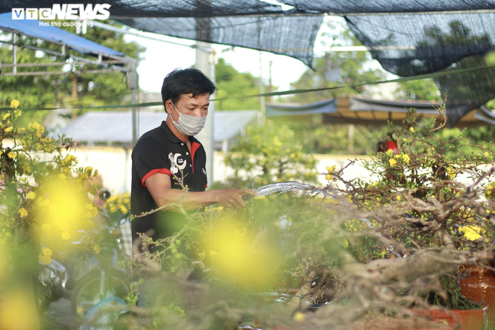 Hoa, cây cảnh Tết giảm giá mạnh vẫn ế ẩm, tiểu thương lo lắng ngóng khách mua - 5