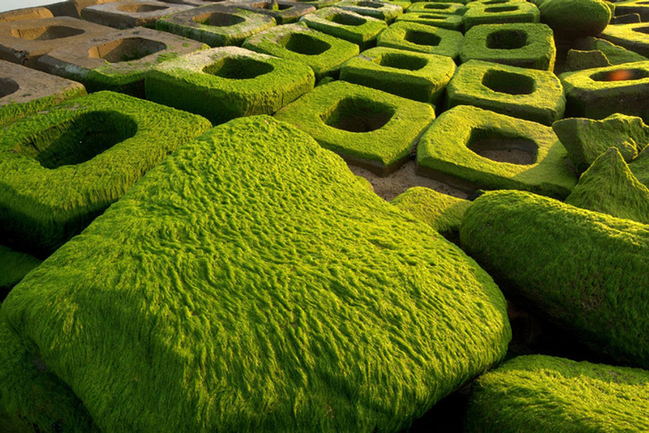 Xuân về, Phú Yên lại hiện lên một ‘thiên đường rêu xanh’ đẹp mê ly - 4