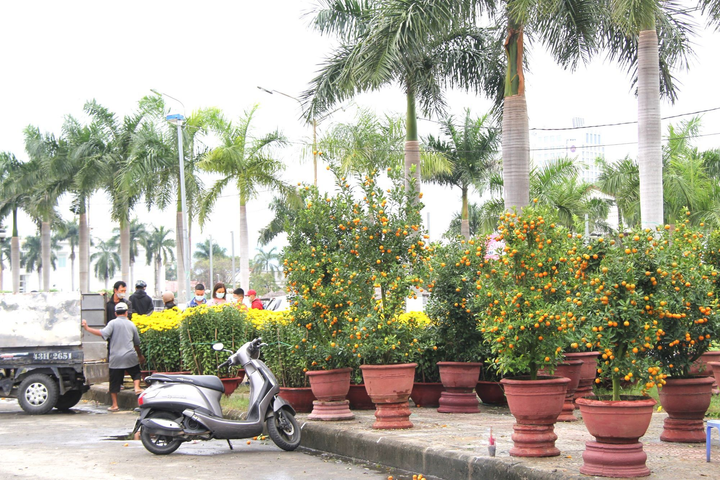 Tiểu thương chợ hoa xuân Đà Nẵng bán hạ giá, chạy mưa ngày cuối năm - 1