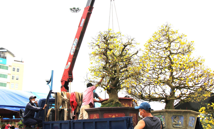 Tiểu thương chợ hoa xuân Đà Nẵng bán hạ giá, chạy mưa ngày cuối năm - 8