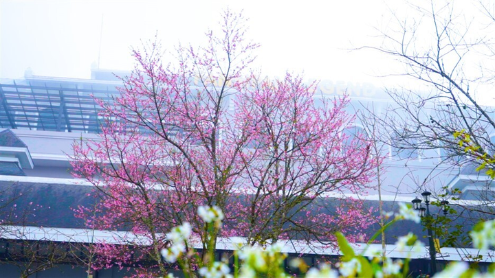 Chương trình du xuân 'Mở cổng trời – Khai niên đón lộc' tại Fansipan - 6