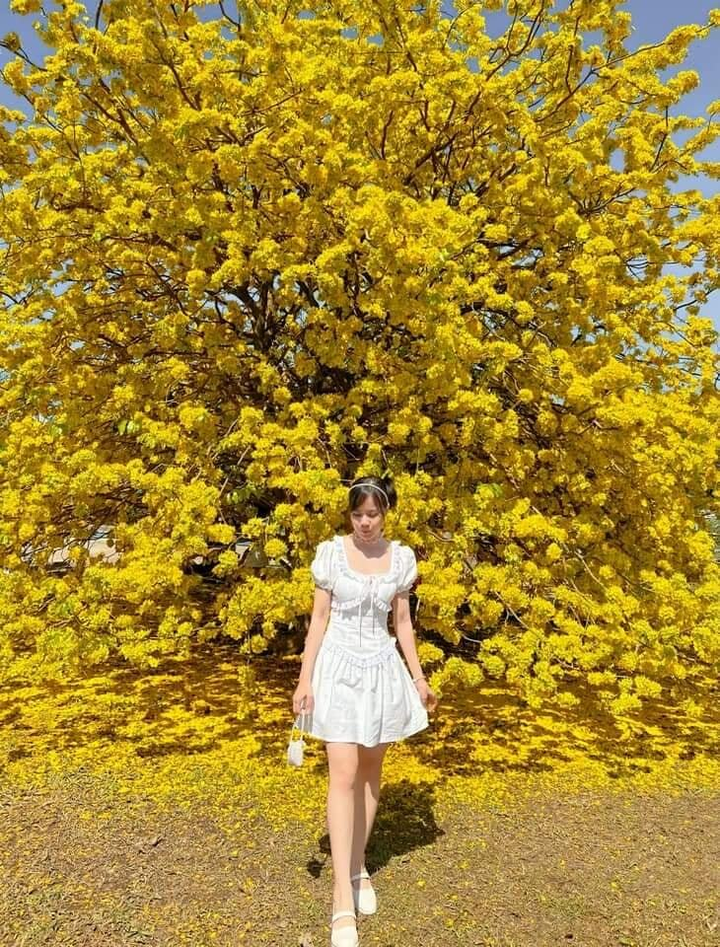 Giới trẻ rủ nhau chụp ảnh bên cây mai 70 tuổi nở hoa vàng rực ở Đồng Nai - 10