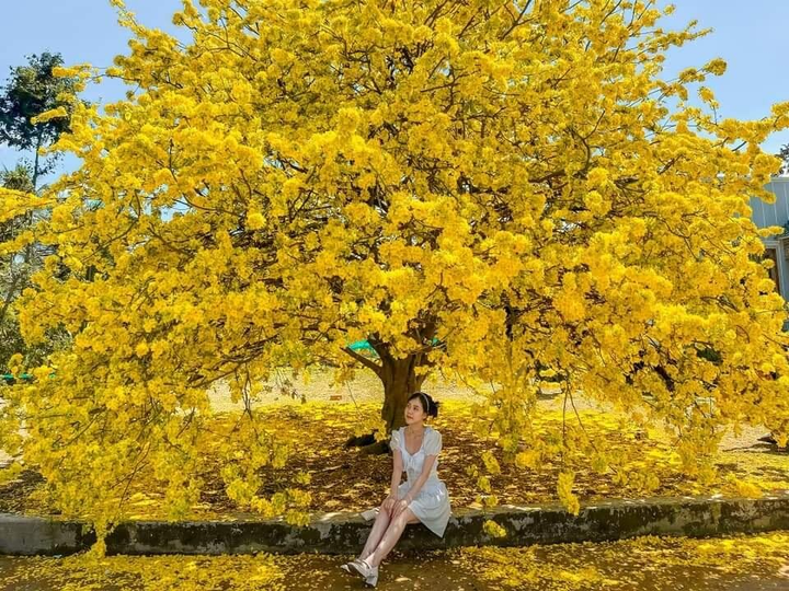 Giới trẻ rủ nhau chụp ảnh bên cây mai 70 tuổi nở hoa vàng rực ở Đồng Nai - 9