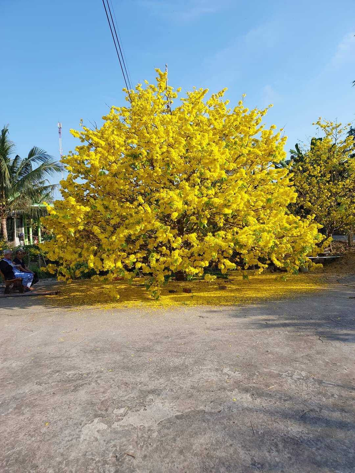 Giới trẻ rủ nhau chụp ảnh bên cây mai 70 tuổi nở hoa vàng rực ở Đồng Nai - 7