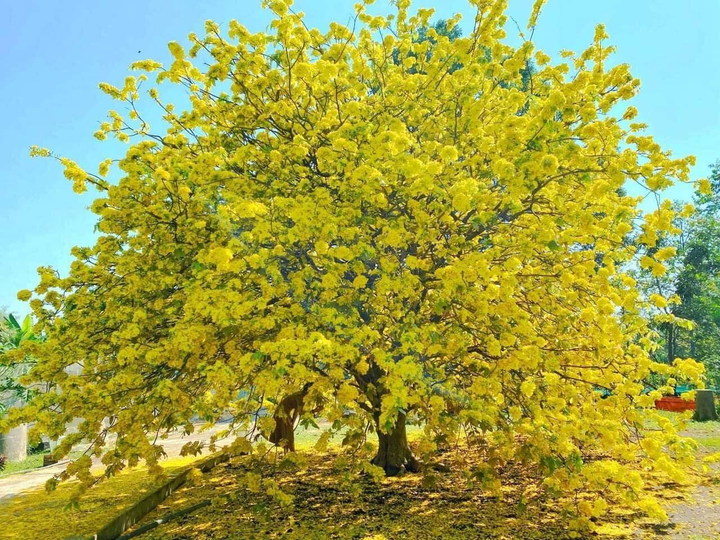 Giới trẻ rủ nhau chụp ảnh bên cây mai 70 tuổi nở hoa vàng rực ở Đồng Nai - 6