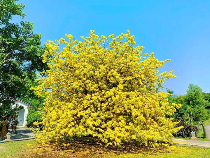 Giới trẻ rủ nhau chụp ảnh bên cây mai 70 tuổi nở hoa vàng rực ở Đồng Nai - 5