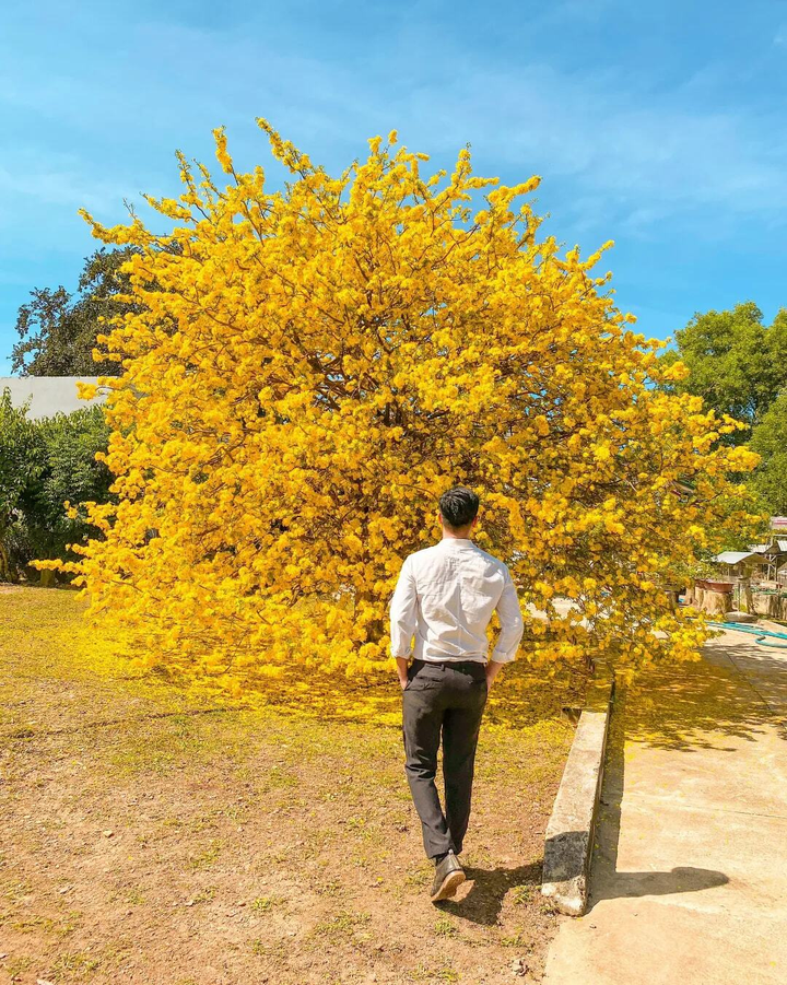 Giới trẻ rủ nhau chụp ảnh bên cây mai 70 tuổi nở hoa vàng rực ở Đồng Nai - 8