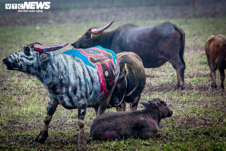 Ảnh: Dân nô nức đi xem những chú trâu rực rỡ sắc màu ngày khai hội Tịch điền - 7