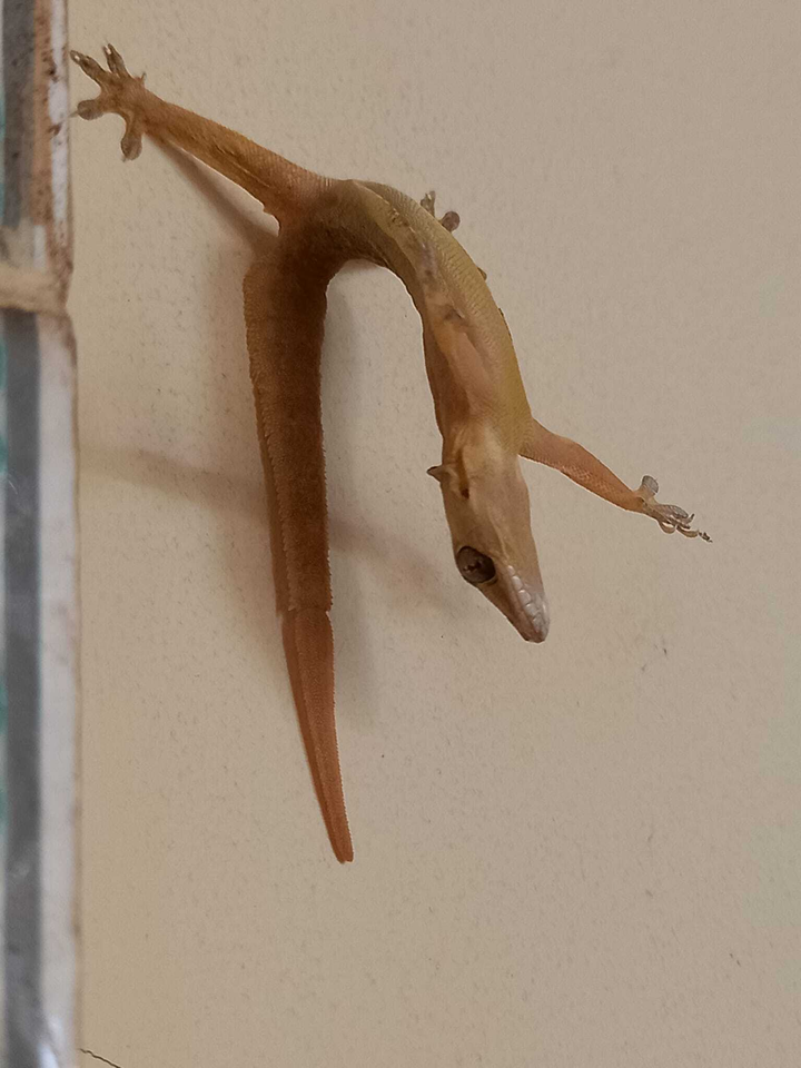 'Chảy nước mắt' với đủ kiểu pha trò độc dị của hội 4 chân, đừng xem sẽ cười đấy - 11