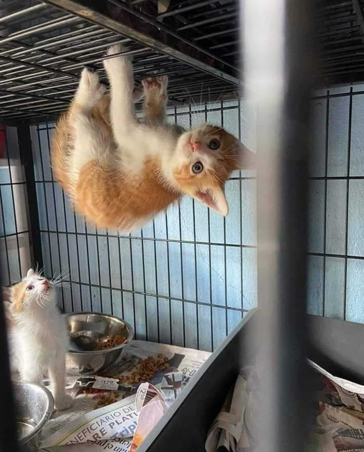 'Chảy nước mắt' với đủ kiểu pha trò độc dị của hội 4 chân, đừng xem sẽ cười đấy - 1