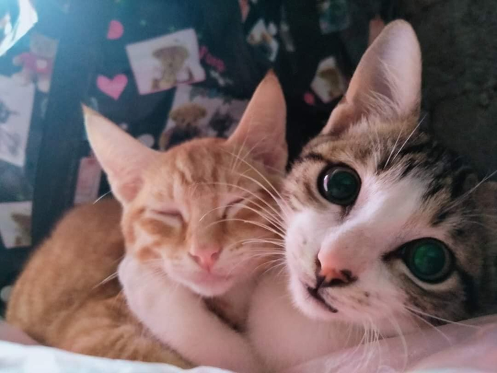 'Chảy nước mắt' với đủ kiểu pha trò độc dị của hội 4 chân, đừng xem sẽ cười đấy - 5