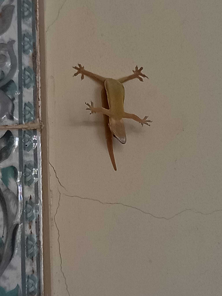 'Chảy nước mắt' với đủ kiểu pha trò độc dị của hội 4 chân, đừng xem sẽ cười đấy - 12