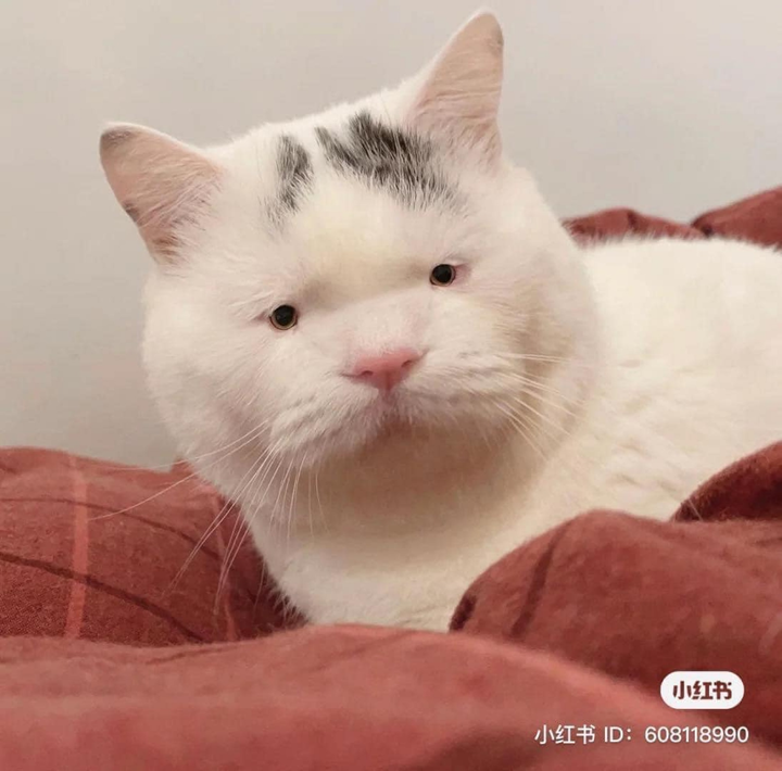 'Chảy nước mắt' với đủ kiểu pha trò độc dị của hội 4 chân, đừng xem sẽ cười đấy - 7