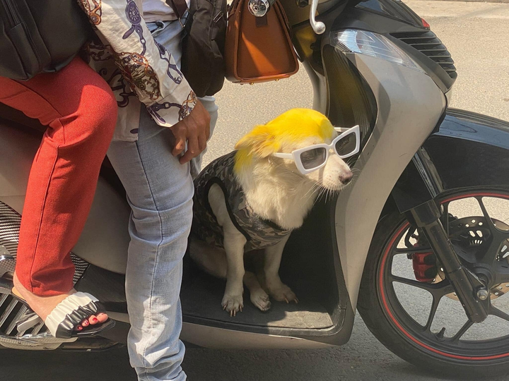 'Chảy nước mắt' với đủ kiểu pha trò độc dị của hội 4 chân, đừng xem sẽ cười đấy - 8