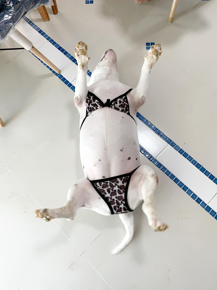 'Chảy nước mắt' với đủ kiểu pha trò độc dị của hội 4 chân, đừng xem sẽ cười đấy - 9