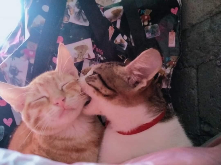 'Chảy nước mắt' với đủ kiểu pha trò độc dị của hội 4 chân, đừng xem sẽ cười đấy - 6