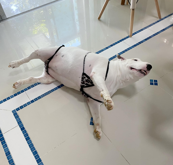 'Chảy nước mắt' với đủ kiểu pha trò độc dị của hội 4 chân, đừng xem sẽ cười đấy - 10