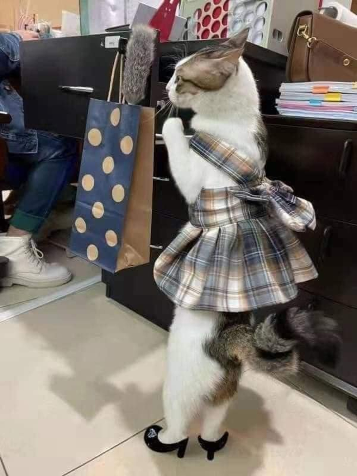 'Chảy nước mắt' với đủ kiểu pha trò độc dị của hội 4 chân, đừng xem sẽ cười đấy - 2