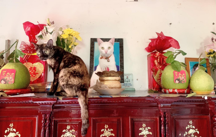 'Chảy nước mắt' với đủ kiểu pha trò độc dị của hội 4 chân, đừng xem sẽ cười đấy - 3