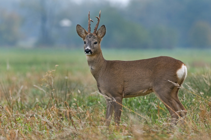 Lần đầu phát hiện Omicron ở động vật hoang dã - 1