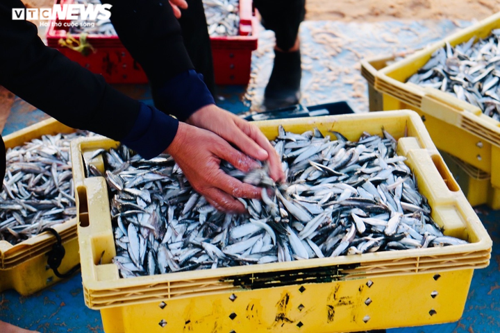 Ảnh: Đầu năm, ngư dân Quảng Bình trúng đậm cá, tôm - 6
