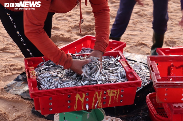 Ảnh: Đầu năm, ngư dân Quảng Bình trúng đậm cá, tôm - 7