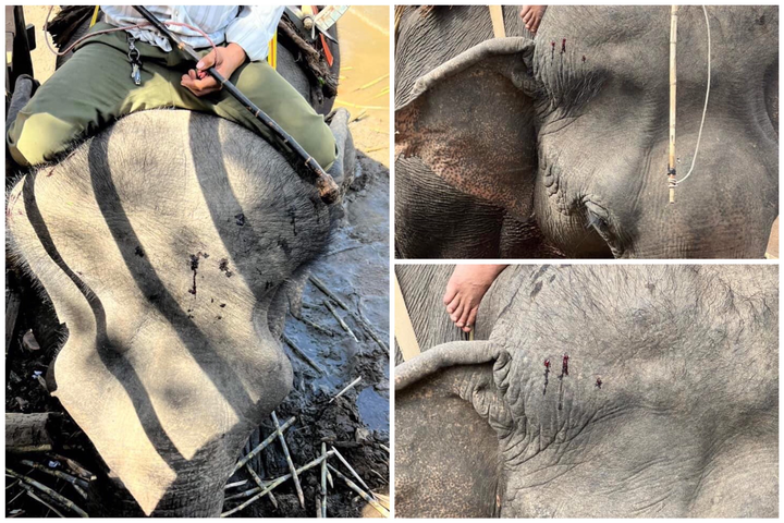 Voi chi chít vết thương oằn mình chở khách ở Đắk Lắk: Cơ quan chức năng vào cuộc - 1