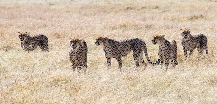 Bầy báo săn hợp lực đoạt mạng thủ lĩnh phản bội - 1