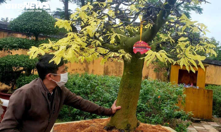 Huế sẽ là xứ sở mai vàng sánh ngang với hoa anh đào của Nhật Bản - 2