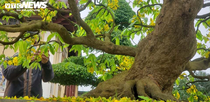 Huế sẽ là xứ sở mai vàng sánh ngang với hoa anh đào của Nhật Bản - 1