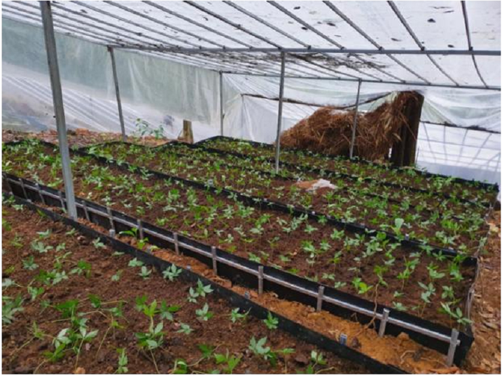 Mỹ Hạnh Group và hành trình hiện thực 'giấc mơ nâng tầm quốc bảo Việt’ - 2