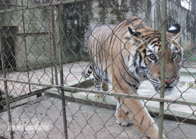 11 con hổ nuôi nhốt trái phép ở Thanh Hóa giờ ra sao? - Ảnh 8. 11 con hổ nuôi nhốt trái phép ở Thanh Hóa giờ ra sao? - 8