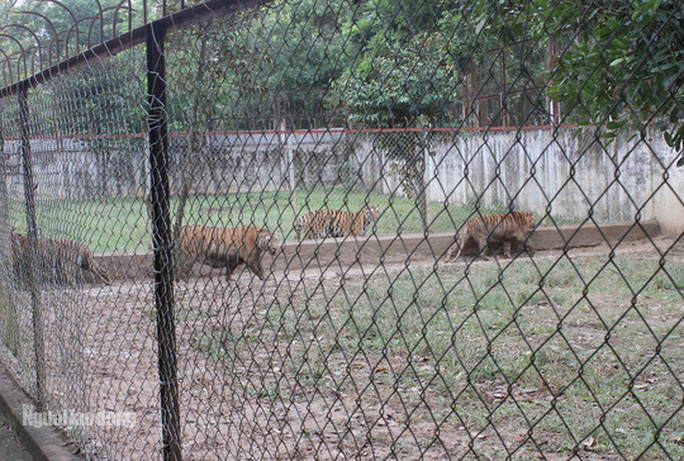11 con hổ nuôi nhốt trái phép ở Thanh Hóa giờ ra sao? - Ảnh 13. 11 con hổ nuôi nhốt trái phép ở Thanh Hóa giờ ra sao? - 13