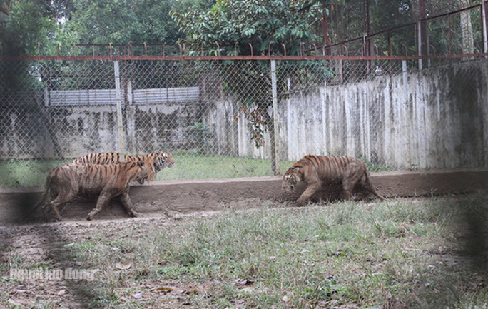 11 con hổ nuôi nhốt trái phép ở Thanh Hóa giờ ra sao? - Ảnh 14. 11 con hổ nuôi nhốt trái phép ở Thanh Hóa giờ ra sao? - 14
