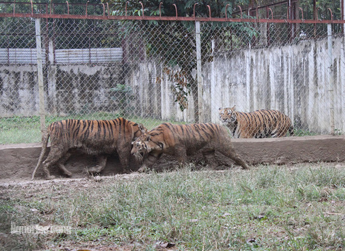 11 con hổ nuôi nhốt trái phép ở Thanh Hóa giờ ra sao? - Ảnh 12. 11 con hổ nuôi nhốt trái phép ở Thanh Hóa giờ ra sao? - 12