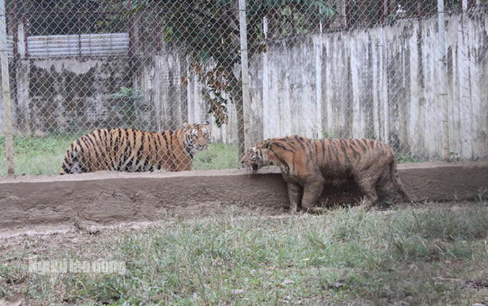 11 con hổ nuôi nhốt trái phép ở Thanh Hóa giờ ra sao? - Ảnh 11. 11 con hổ nuôi nhốt trái phép ở Thanh Hóa giờ ra sao? - 11