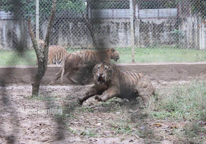 11 con hổ nuôi nhốt trái phép ở Thanh Hóa giờ ra sao? - Ảnh 10. 11 con hổ nuôi nhốt trái phép ở Thanh Hóa giờ ra sao? - 10