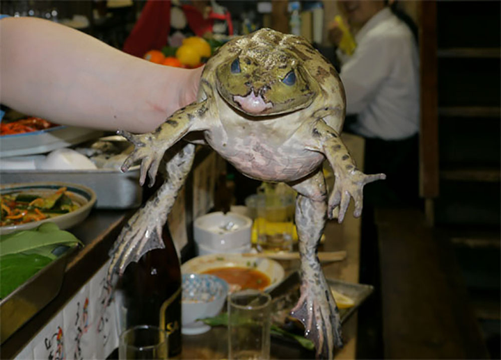 Thịt ếch nấu món gì cũng ngon nhưng bạn có dám ăn khi còn sống nguyên con? - 4