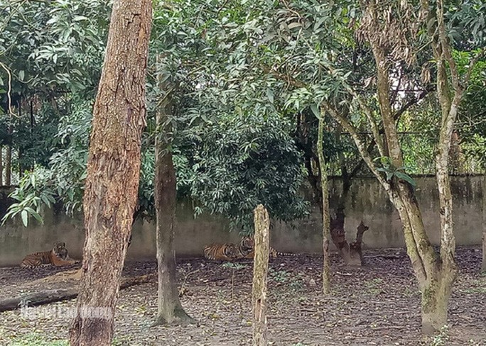 11 con hổ nuôi nhốt trái phép ở Thanh Hóa giờ ra sao? - Ảnh 7. 11 con hổ nuôi nhốt trái phép ở Thanh Hóa giờ ra sao? - 7