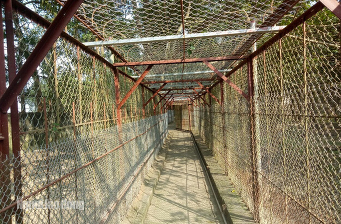 11 con hổ nuôi nhốt trái phép ở Thanh Hóa giờ ra sao? - Ảnh 9. 11 con hổ nuôi nhốt trái phép ở Thanh Hóa giờ ra sao? - 9