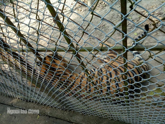 11 con hổ nuôi nhốt trái phép ở Thanh Hóa giờ ra sao? - Ảnh 15. 11 con hổ nuôi nhốt trái phép ở Thanh Hóa giờ ra sao? - 15
