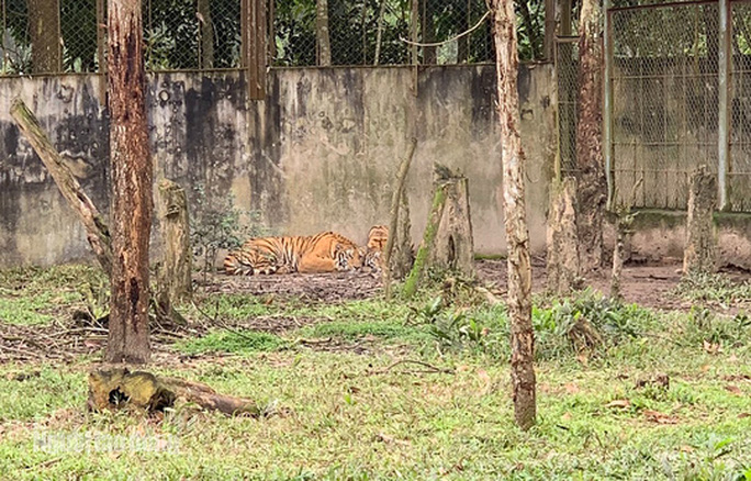 11 con hổ nuôi nhốt trái phép ở Thanh Hóa giờ ra sao? - Ảnh 6. 11 con hổ nuôi nhốt trái phép ở Thanh Hóa giờ ra sao? - 6