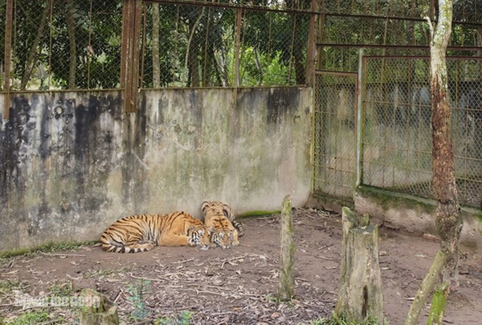 11 con hổ nuôi nhốt trái phép ở Thanh Hóa giờ ra sao? - Ảnh 5. 11 con hổ nuôi nhốt trái phép ở Thanh Hóa giờ ra sao? - 5