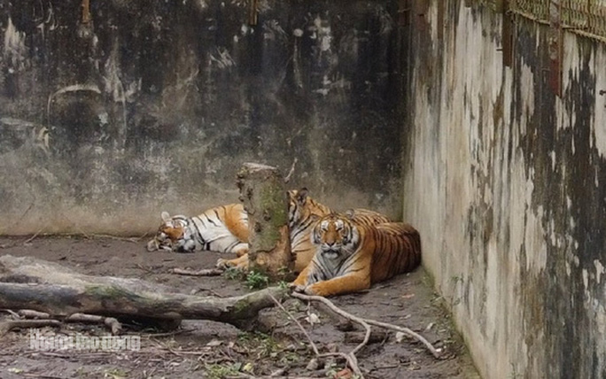 11 con hổ nuôi nhốt trái phép ở Thanh Hóa giờ ra sao? - Ảnh 2. 11 con hổ nuôi nhốt trái phép ở Thanh Hóa giờ ra sao? - 2