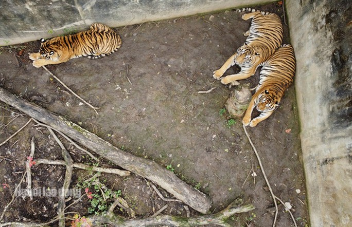 11 con hổ nuôi nhốt trái phép ở Thanh Hóa giờ ra sao? - Ảnh 1. 11 con hổ nuôi nhốt trái phép ở Thanh Hóa giờ ra sao? - 1