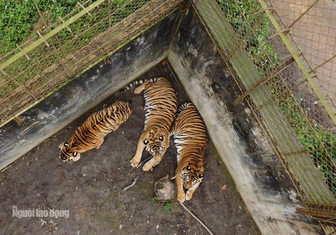 11 con hổ nuôi nhốt trái phép ở Thanh Hóa giờ ra sao? - Ảnh 4. 11 con hổ nuôi nhốt trái phép ở Thanh Hóa giờ ra sao? - 4